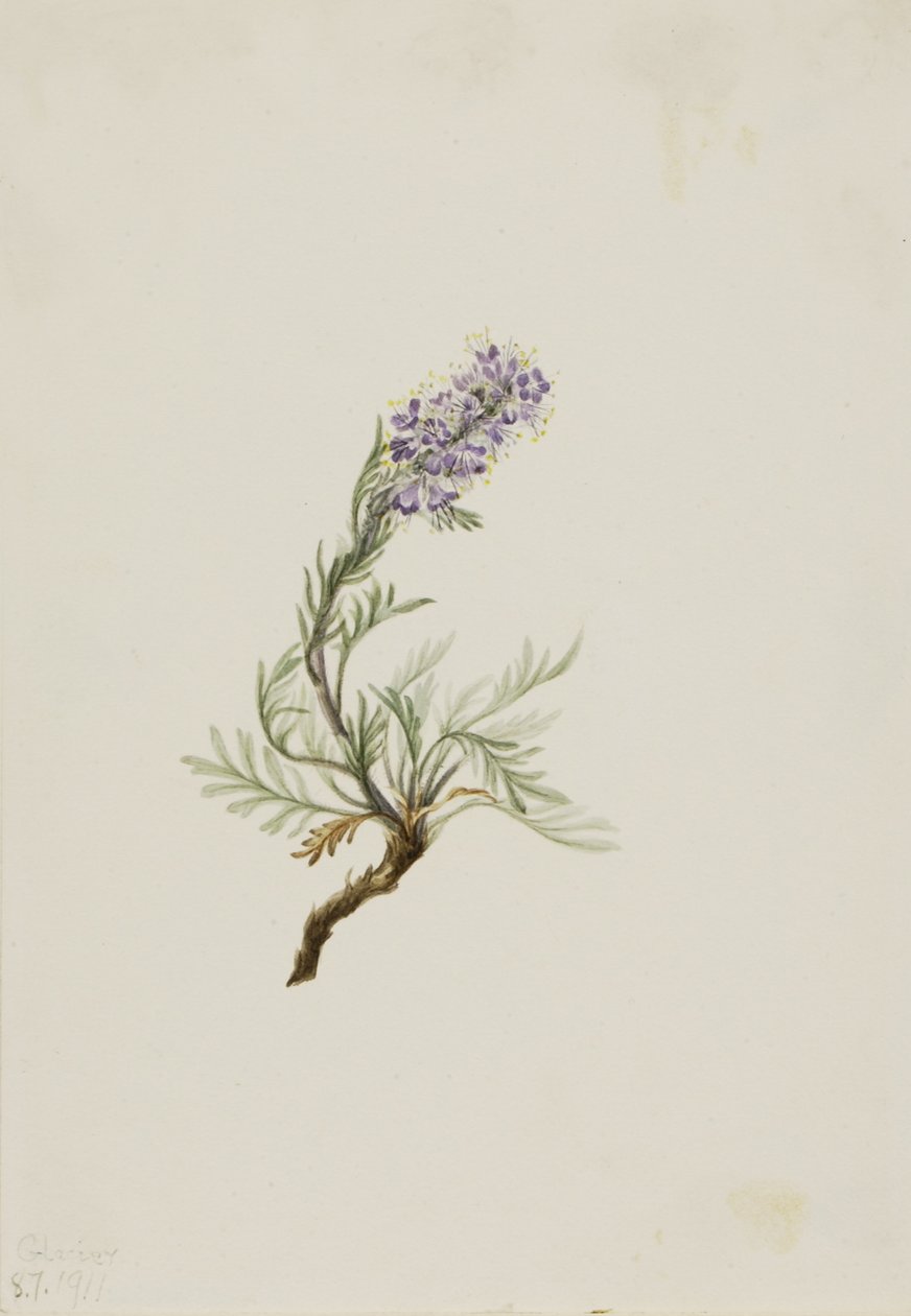  by Mary Vaux Walcott