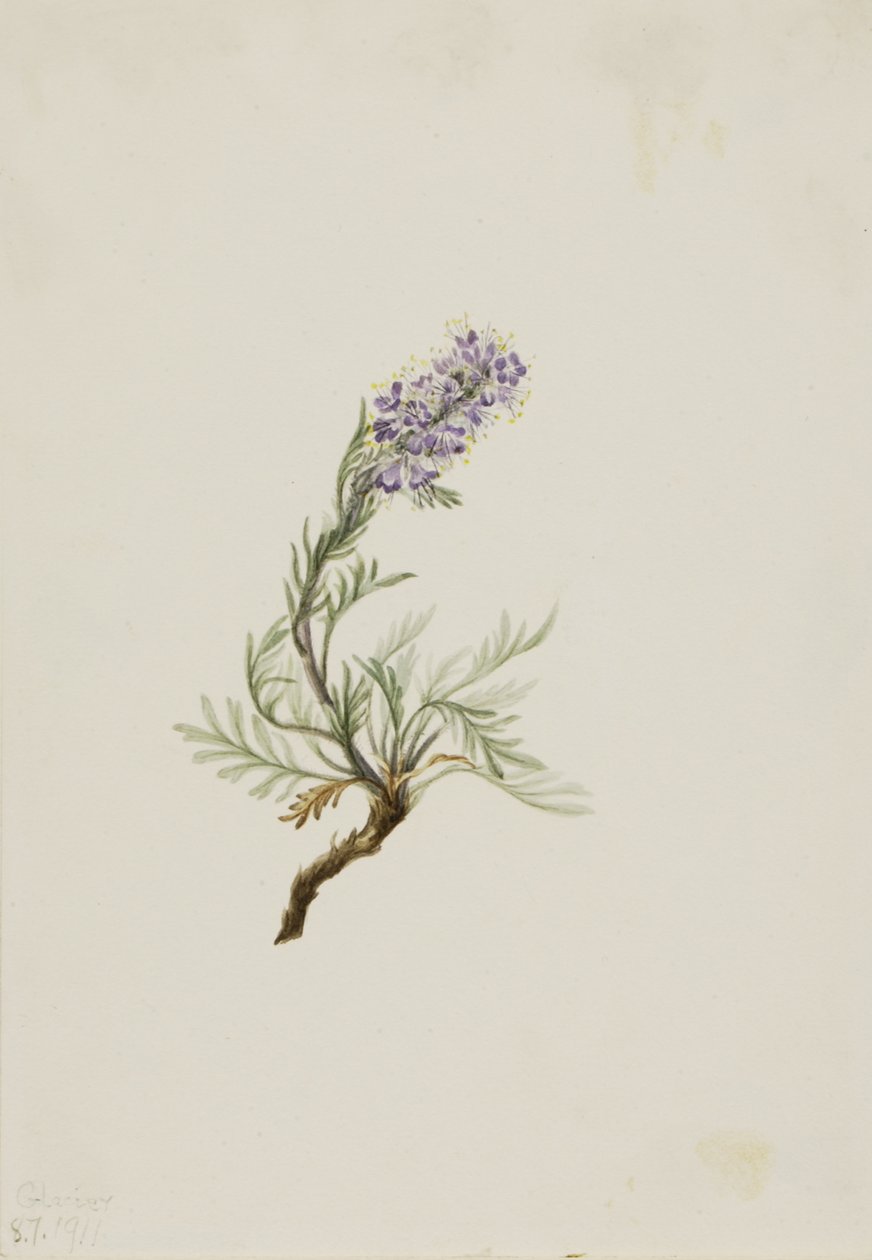 Gri Phacelia Phacelia sericea Gri, 1911 by Mary Vaux Walcott