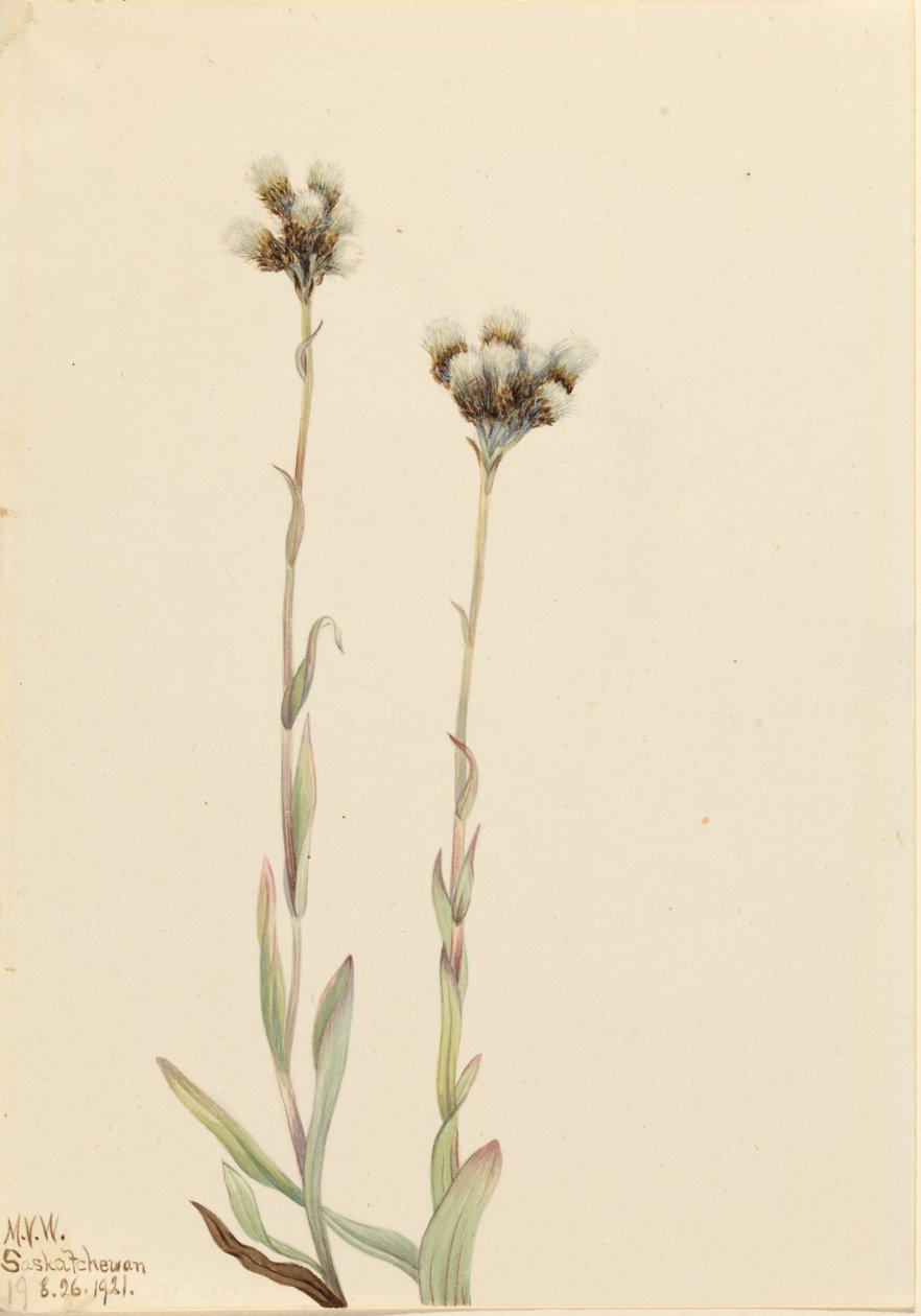  by Mary Vaux Walcott