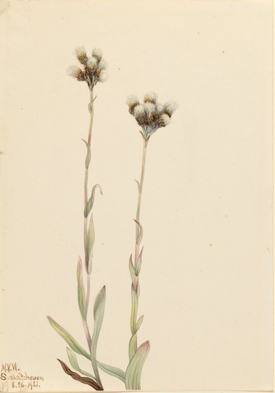 Gri Pussytoes Antennaria howellii, 1921. by Mary Vaux Walcott