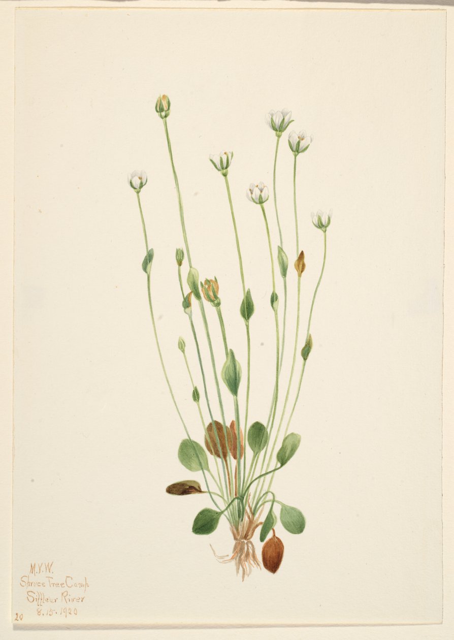  by Mary Vaux Walcott