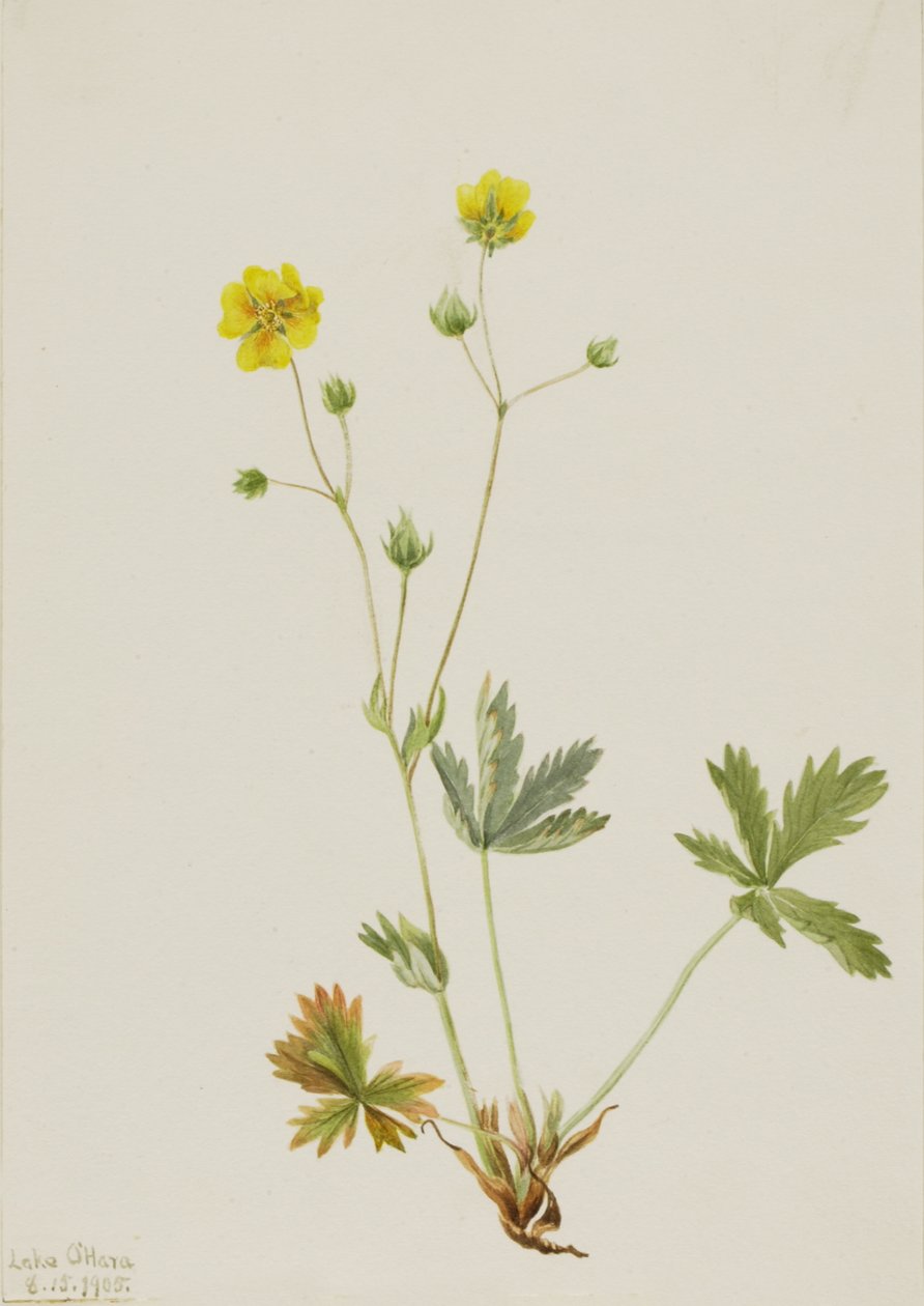 Grayleaf Beşparmak Potentilla glokofil, 1905. by Mary Vaux Walcott