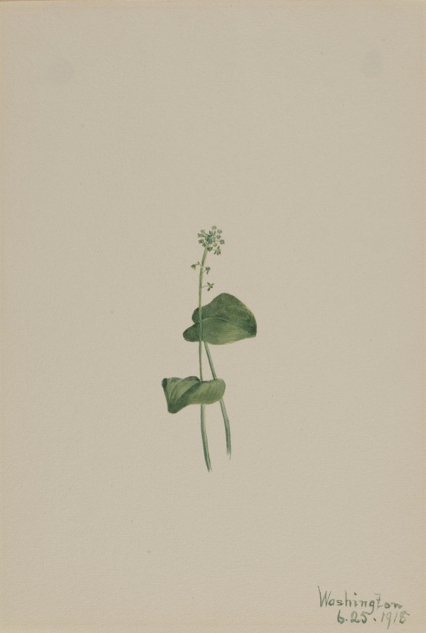  by Mary Vaux Walcott