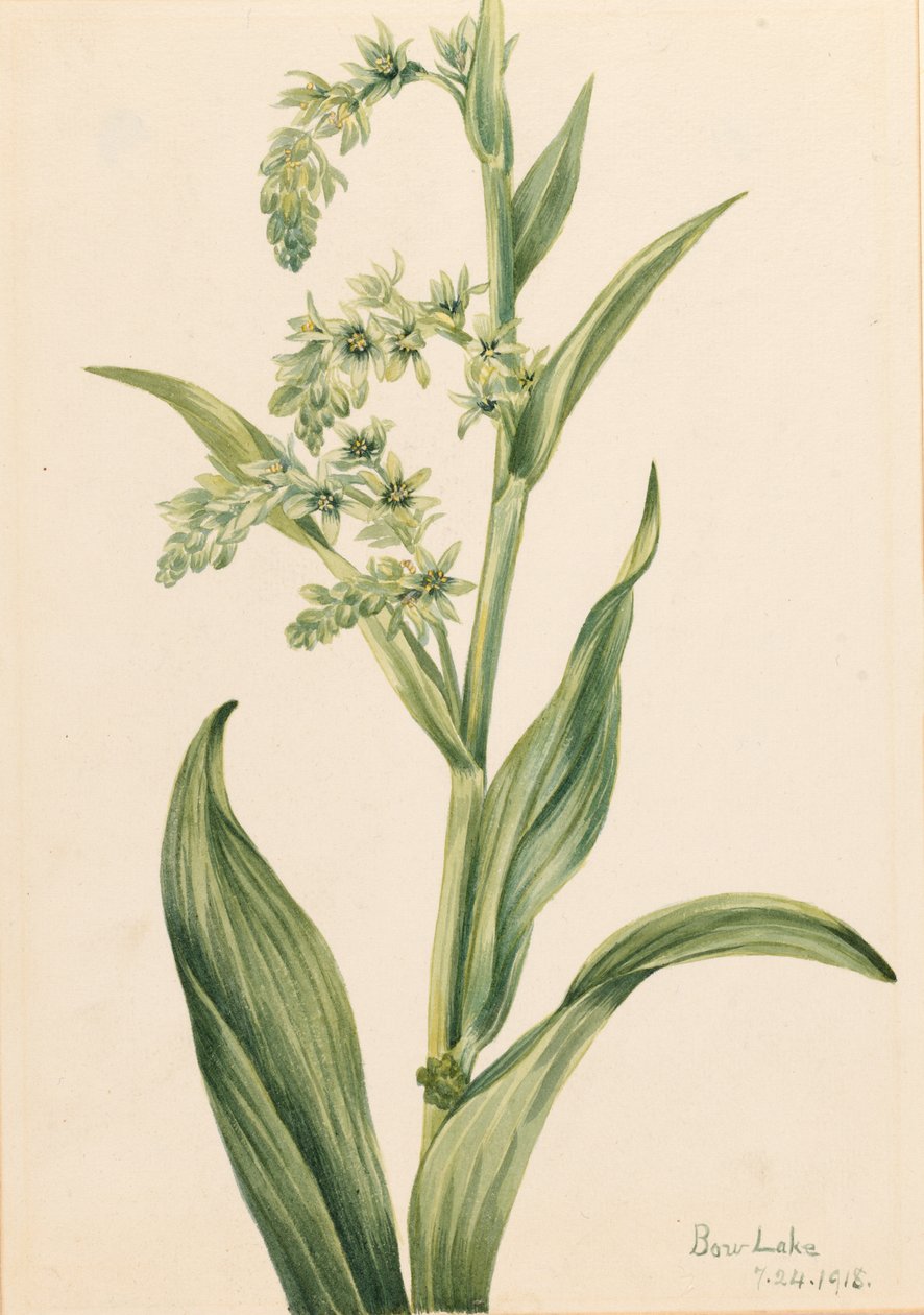  by Mary Vaux Walcott
