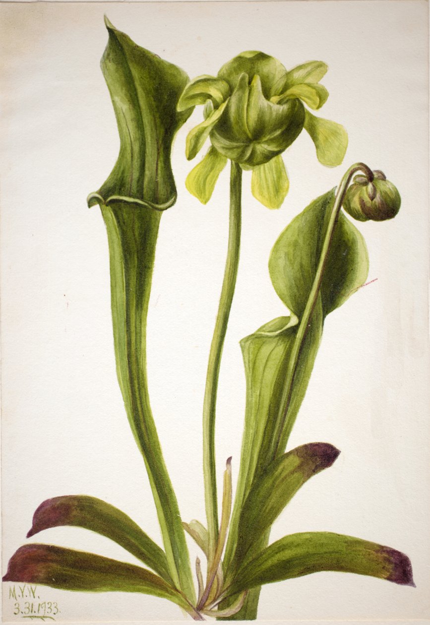 Yeşil Sürahi Bitki Sarracenia orephila, 1933. by Mary Vaux Walcott