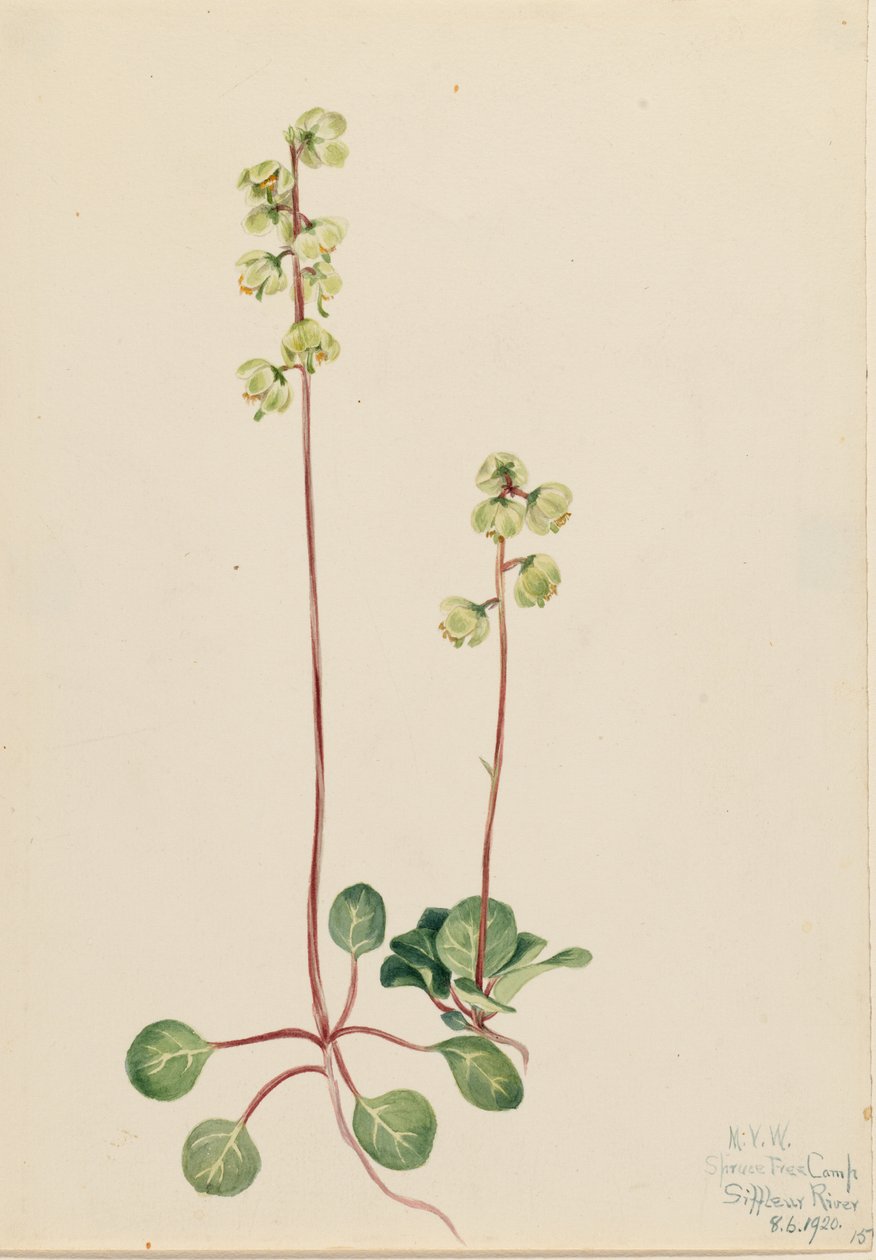  by Mary Vaux Walcott