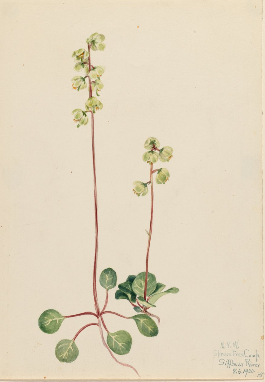 Yeşil Pyrola Pyrola chlorantha, 1920. by Mary Vaux Walcott