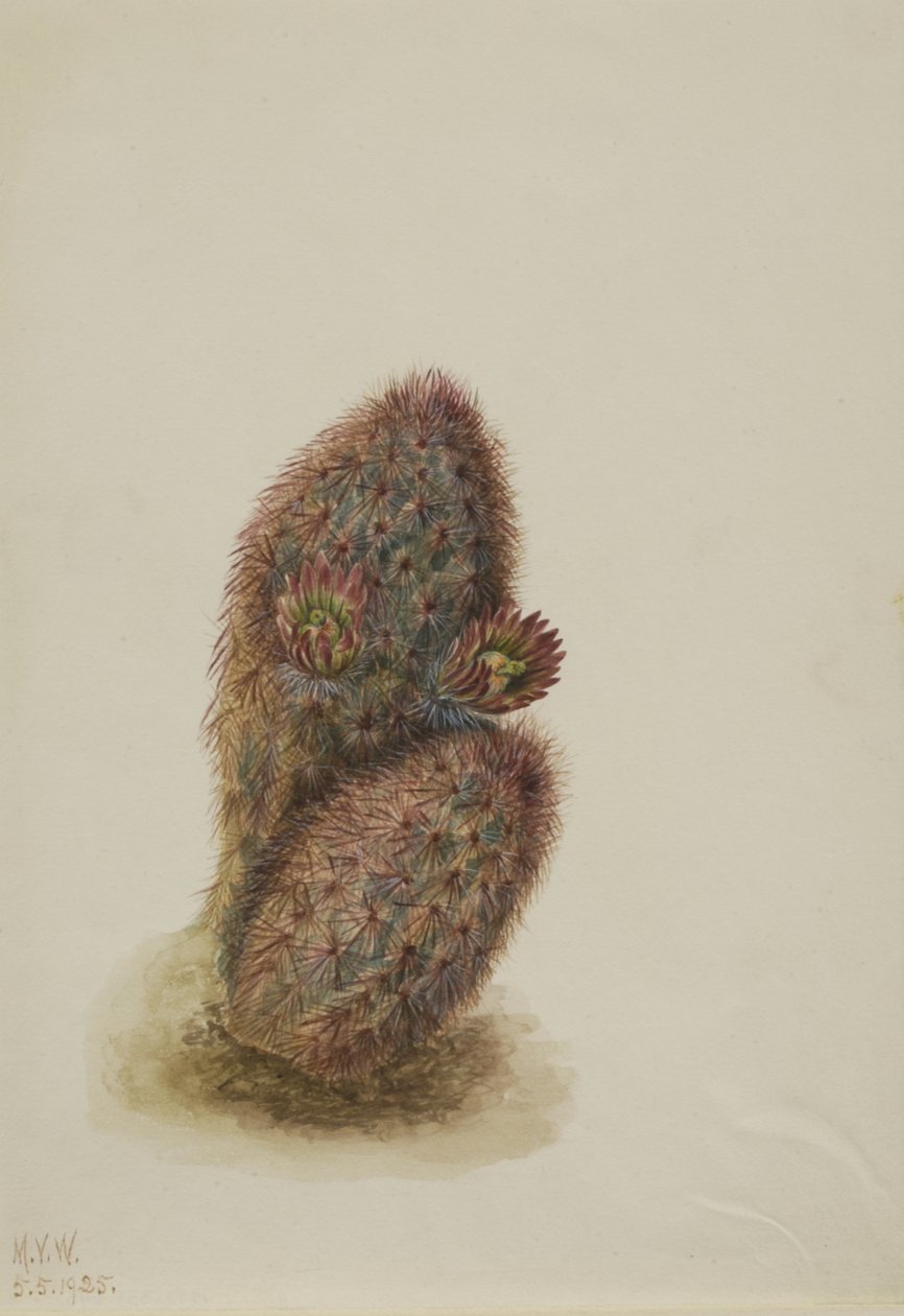 Yeşil Çilek Kaktüs Echinocereus viridiflorus, 1925. by Mary Vaux Walcott