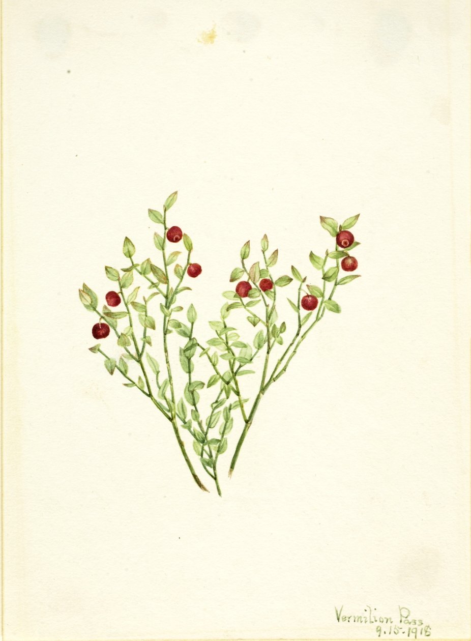  by Mary Vaux Walcott