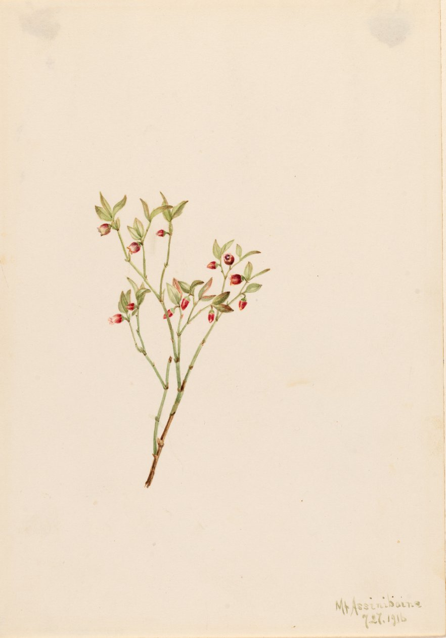  by Mary Vaux Walcott