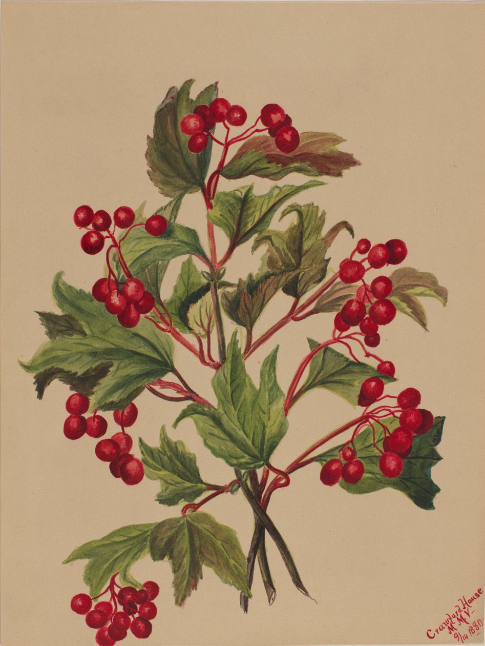 Grouseberry Viburnum americanum, 1880. by Mary Vaux Walcott