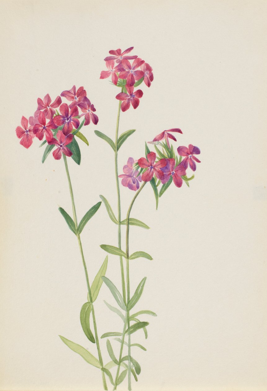  by Mary Vaux Walcott