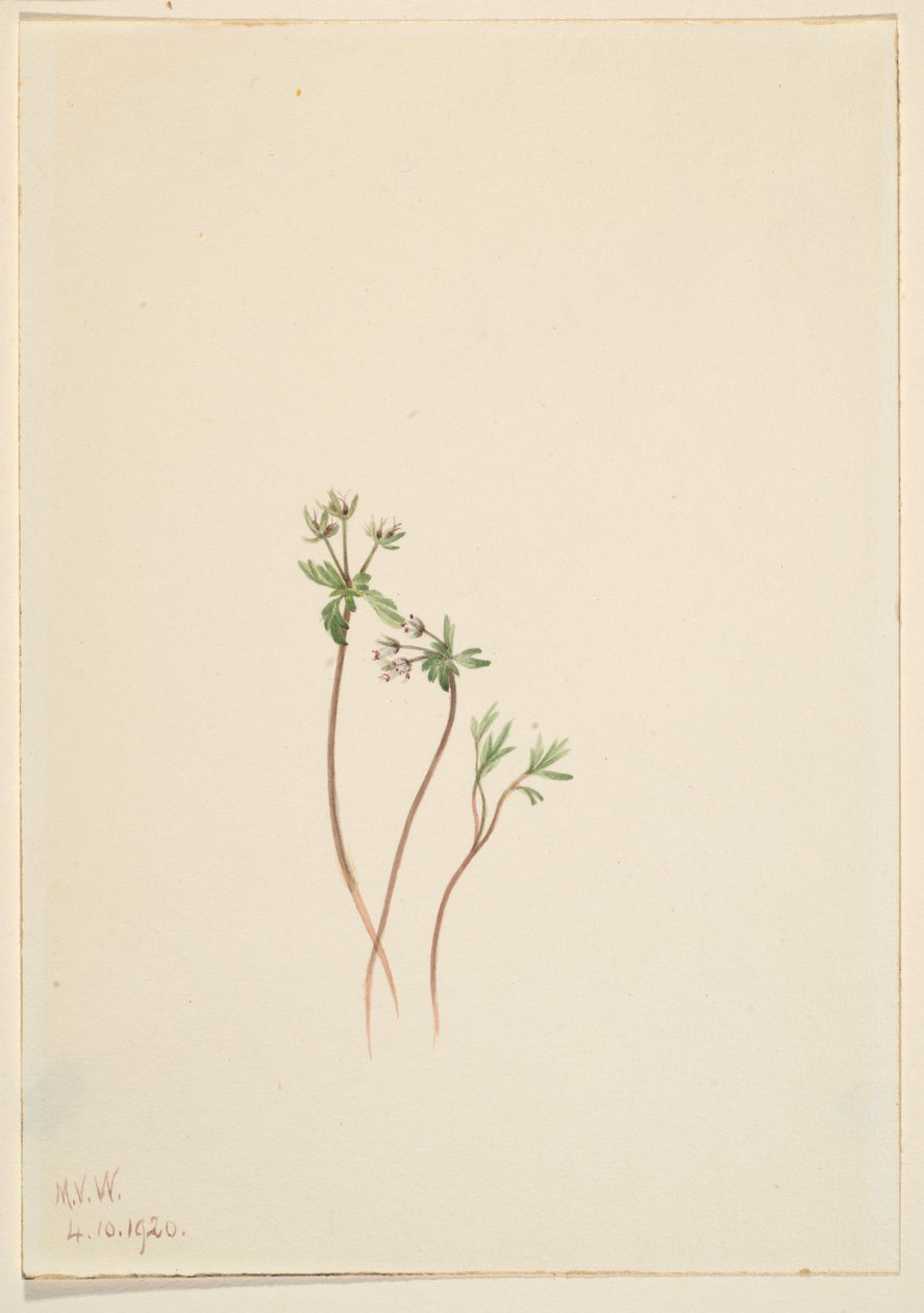  by Mary Vaux Walcott