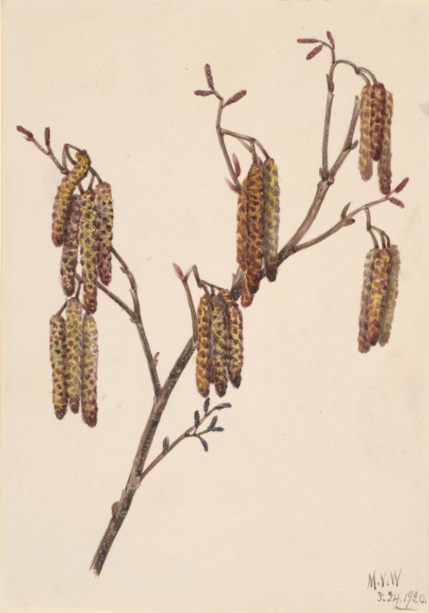 Hazel Alder Alnus regosa, 1920. by Mary Vaux Walcott
