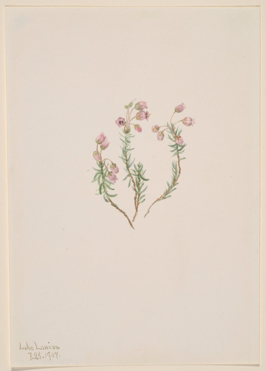  by Mary Vaux Walcott