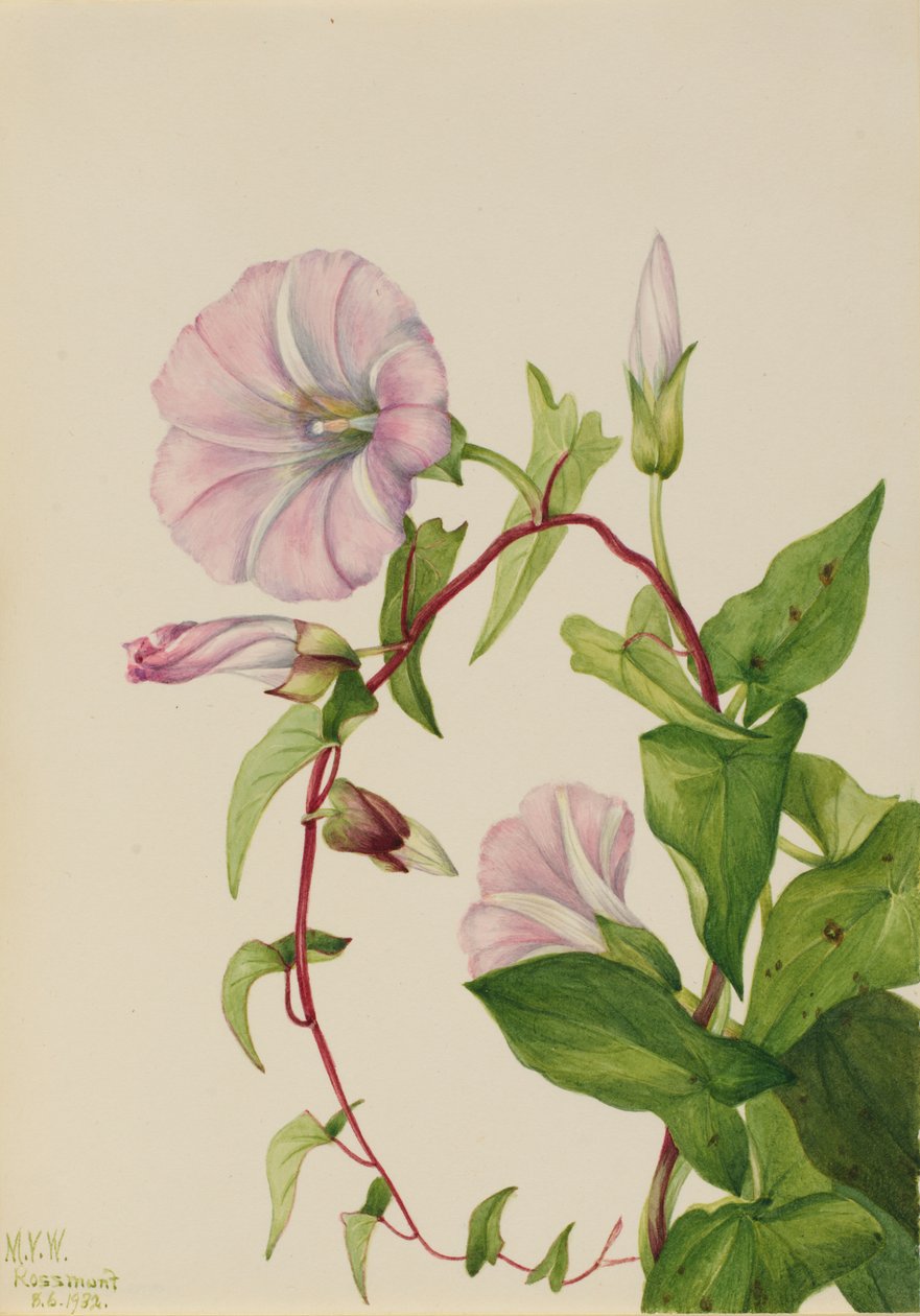 Hedge Bindweed Calystegia Convolvulus sepium, 1932. by Mary Vaux Walcott