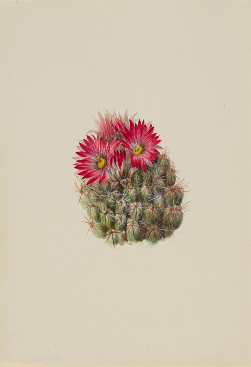  by Mary Vaux Walcott