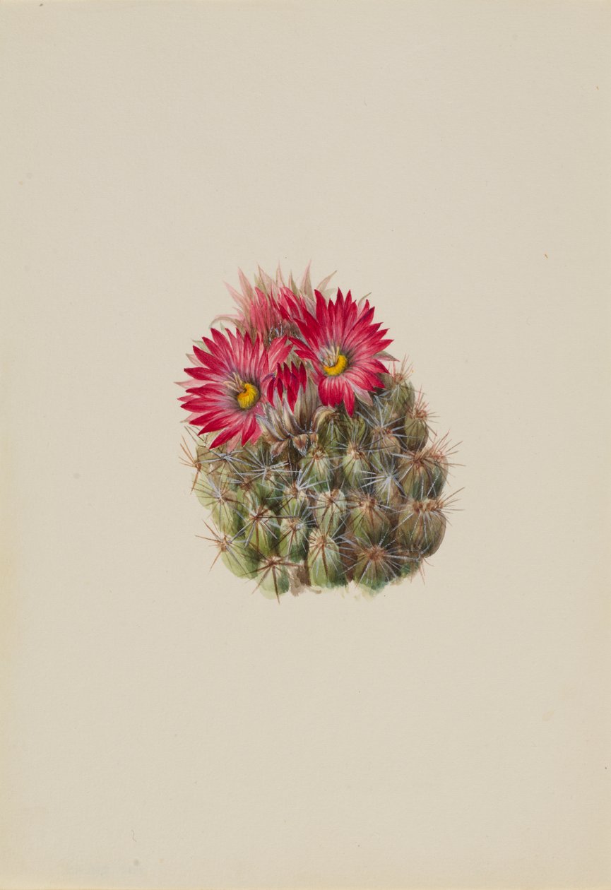 Kirpi Kaktüs Coryphantha arizonica, 1933. by Mary Vaux Walcott