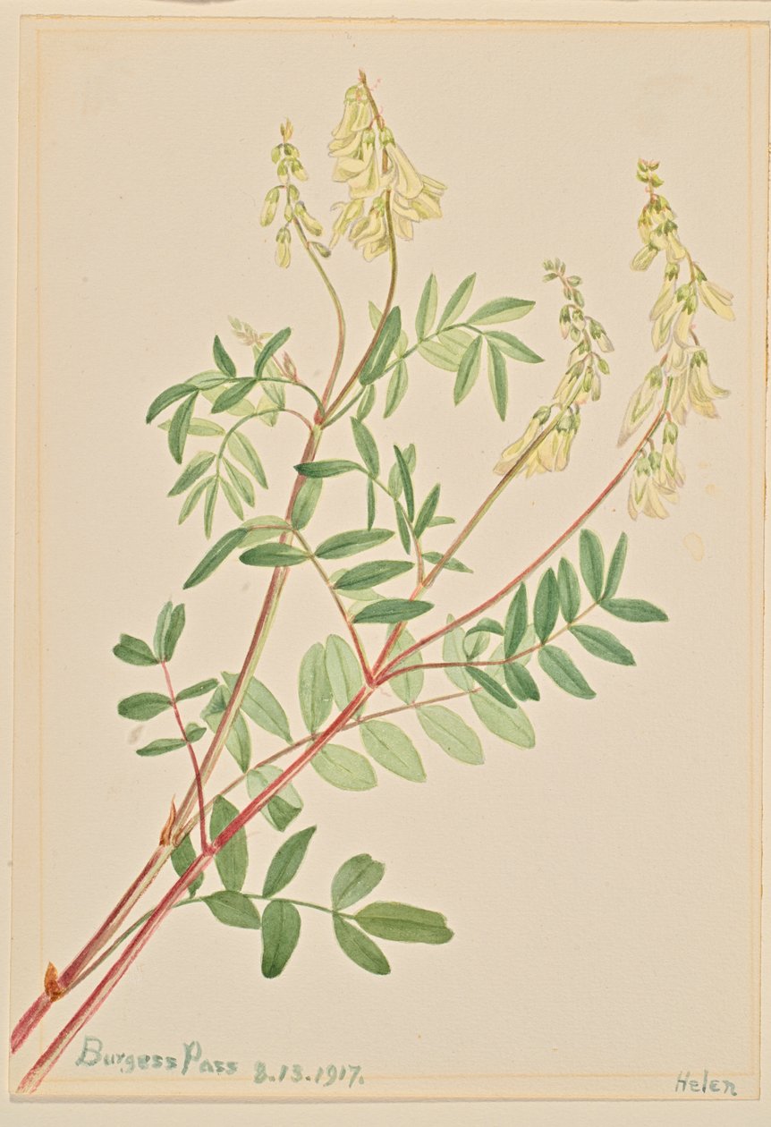  by Mary Vaux Walcott