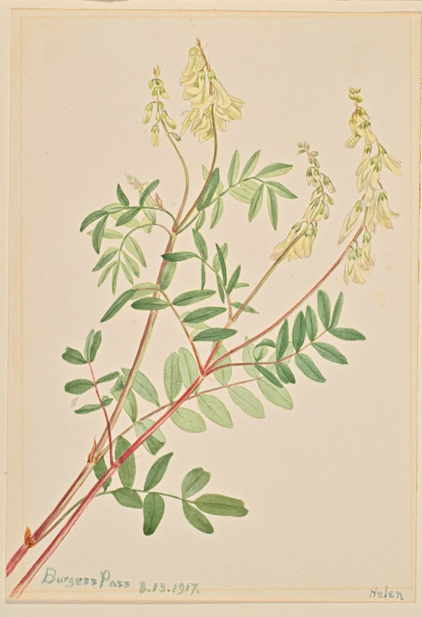 Hedysarum Hedysarum sulphurescens, 1917 by Mary Vaux Walcott