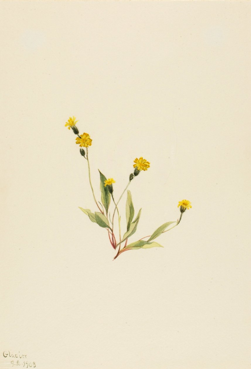 Heieracium gracile, 1903. by Mary Vaux Walcott