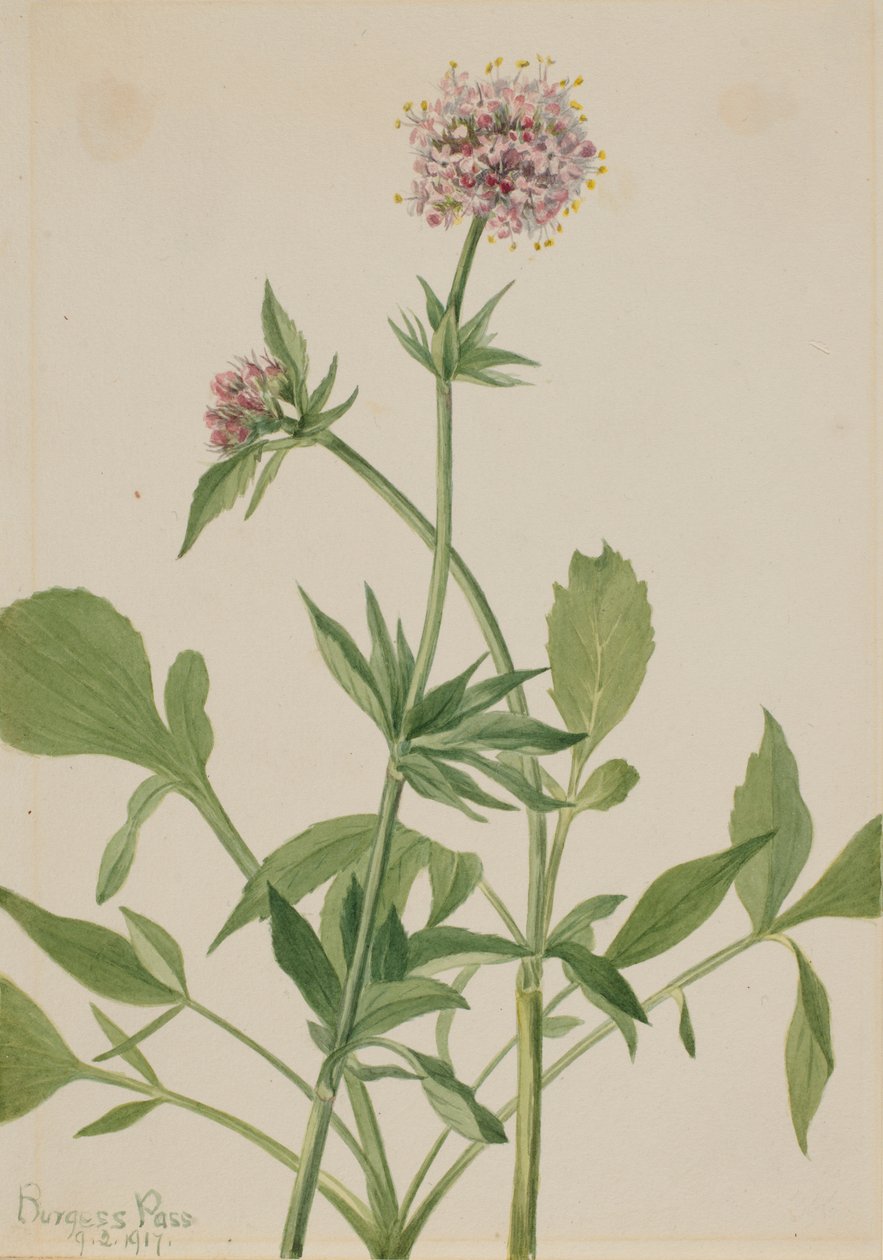  by Mary Vaux Walcott