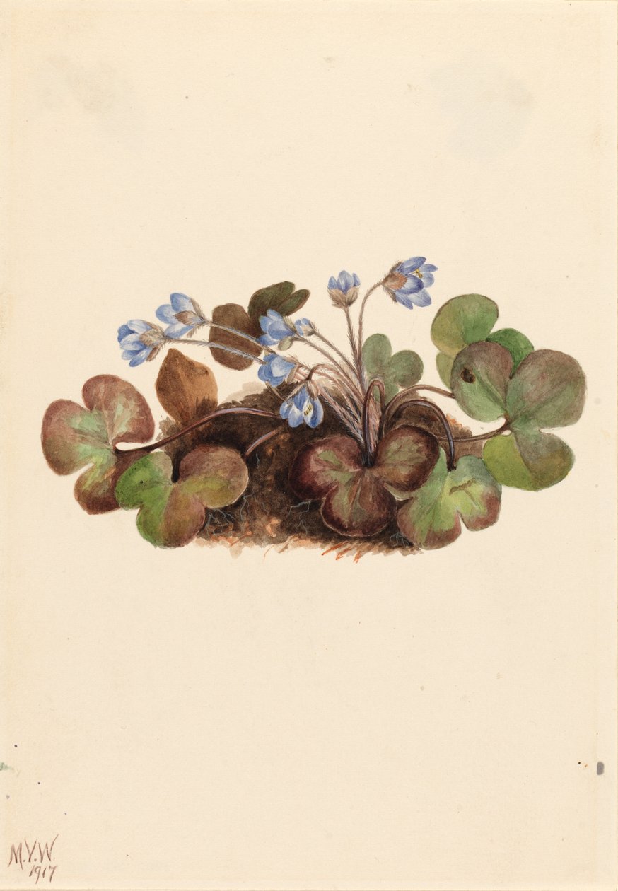  by Mary Vaux Walcott