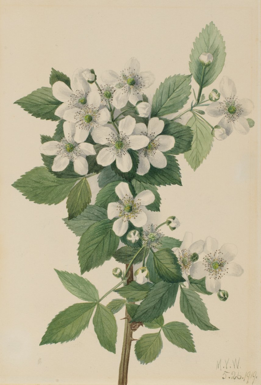 Highbush Böğürtlen Böğürtlen, 1919 by Mary Vaux Walcott