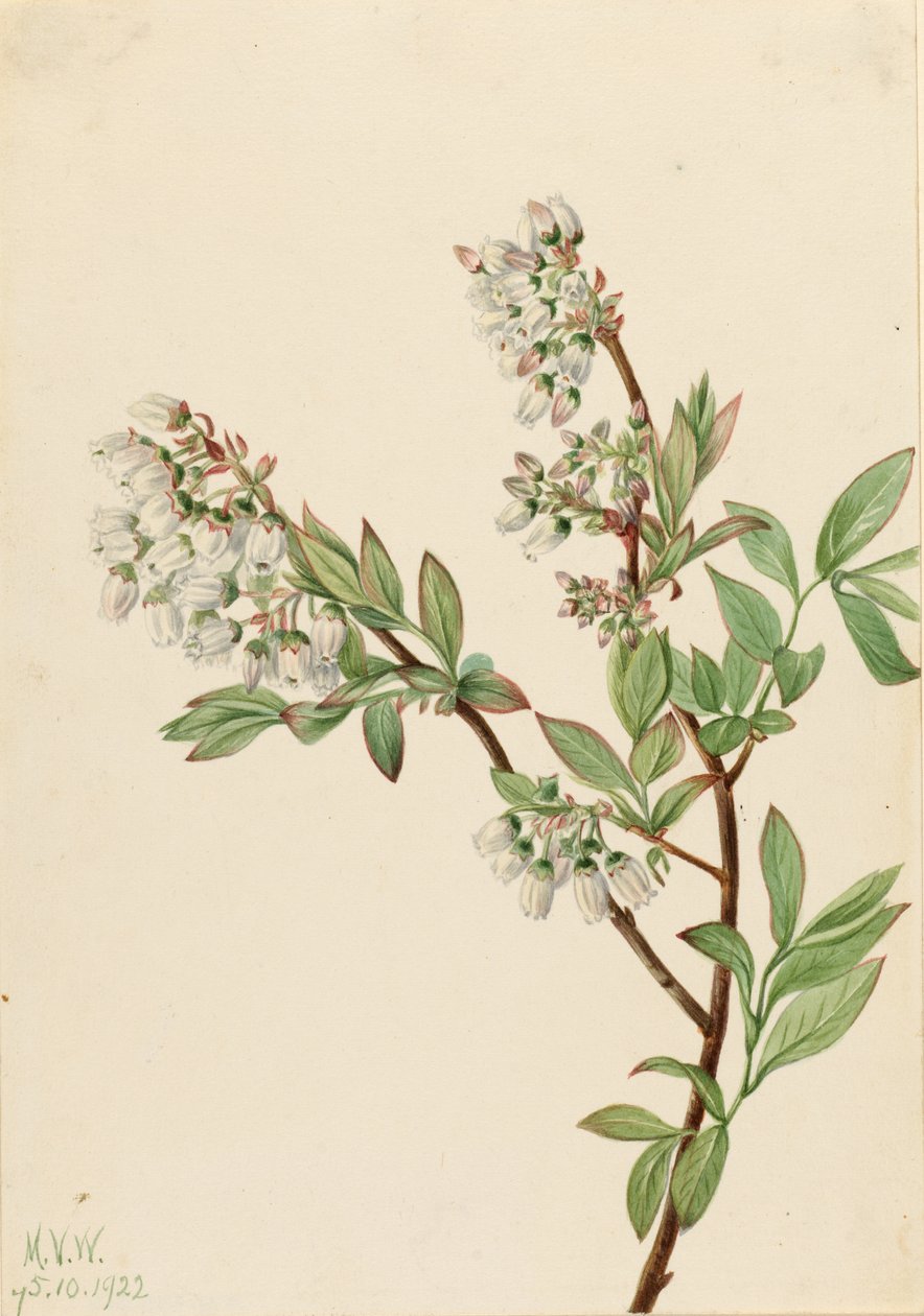  by Mary Vaux Walcott