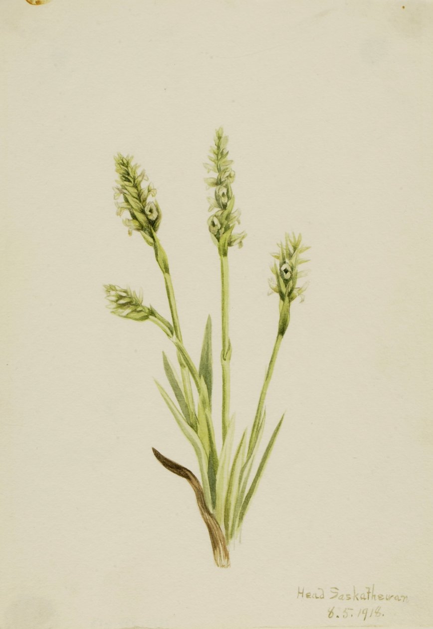  by Mary Vaux Walcott