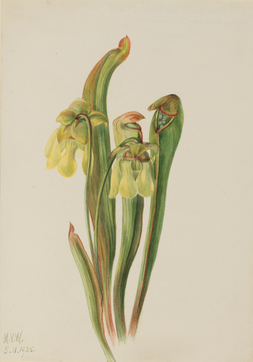  by Mary Vaux Walcott