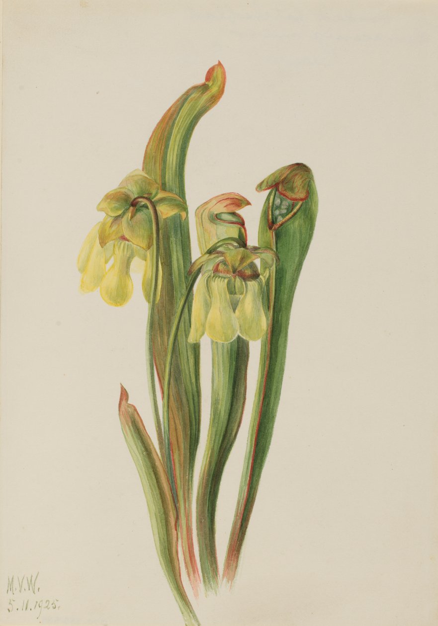 Kapşonlu Sürahi Bitki Sarracenia minör, 1925. by Mary Vaux Walcott