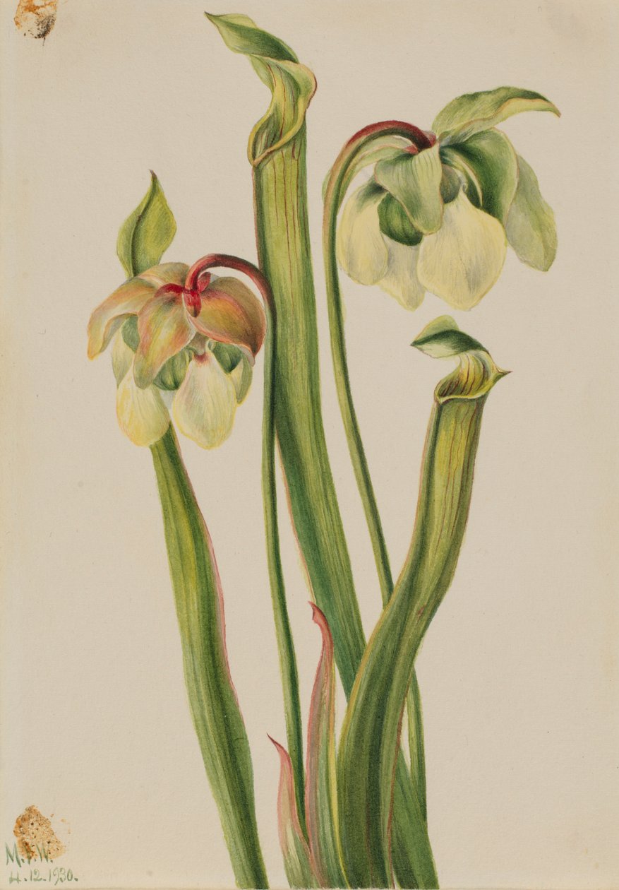  by Mary Vaux Walcott
