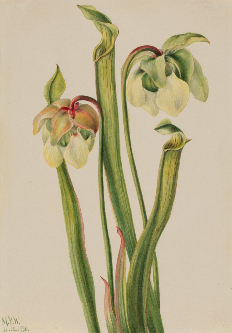 Melez Sürahi Bitki Sarracenia minör, 1930. by Mary Vaux Walcott