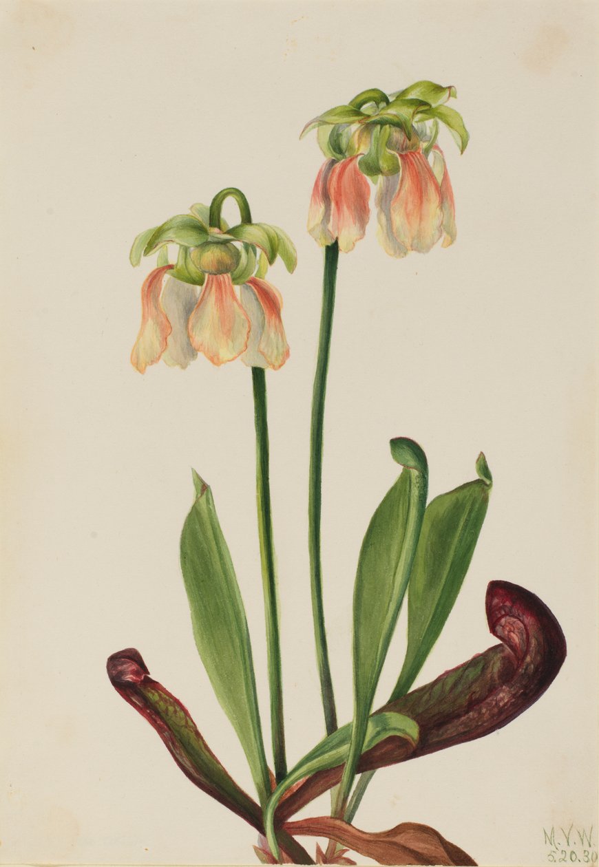 Melez Sürahi Bitki Sarracenia minör x psittacina, 1930. by Mary Vaux Walcott