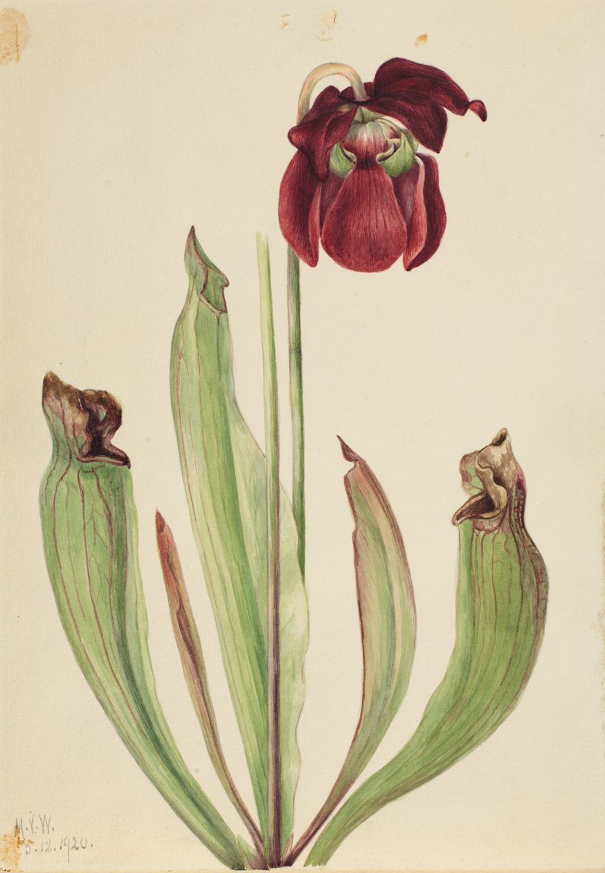 Melez Sürahi Bitki Sarracenia rubra xs purpurea venosa, 1920. by Mary Vaux Walcott