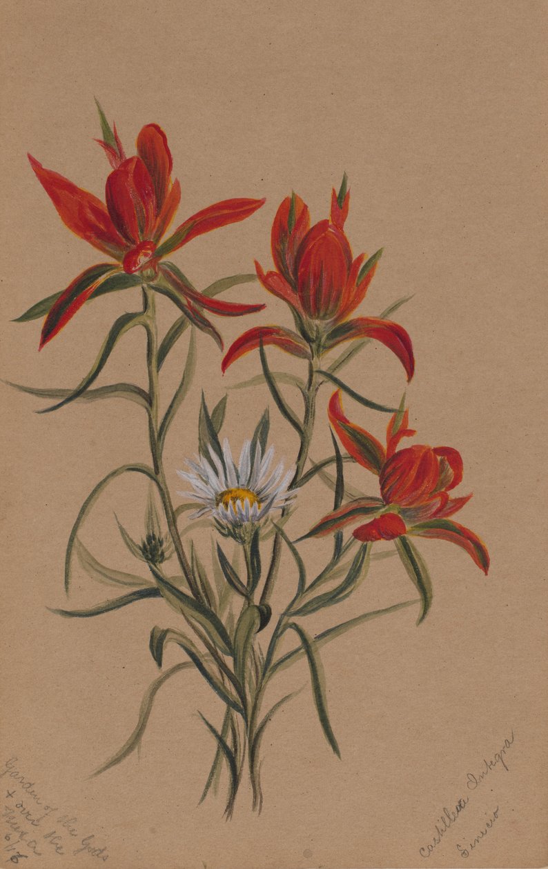 Hint Boya Fırçası Castilleja rhexifolia, 1883. by Mary Vaux Walcott