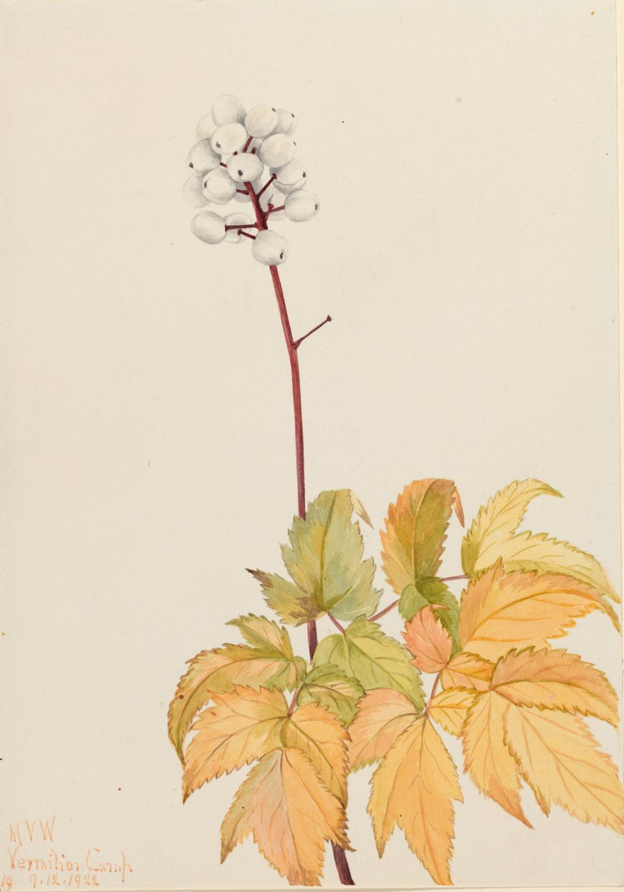  by Mary Vaux Walcott