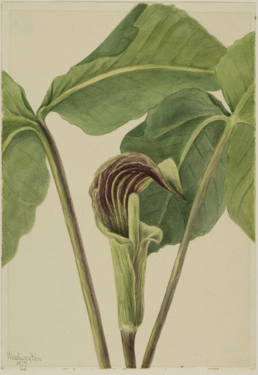  by Mary Vaux Walcott