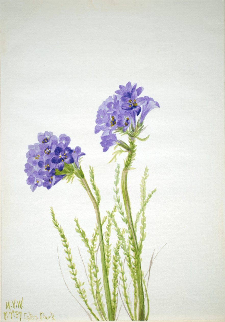 by Mary Vaux Walcott