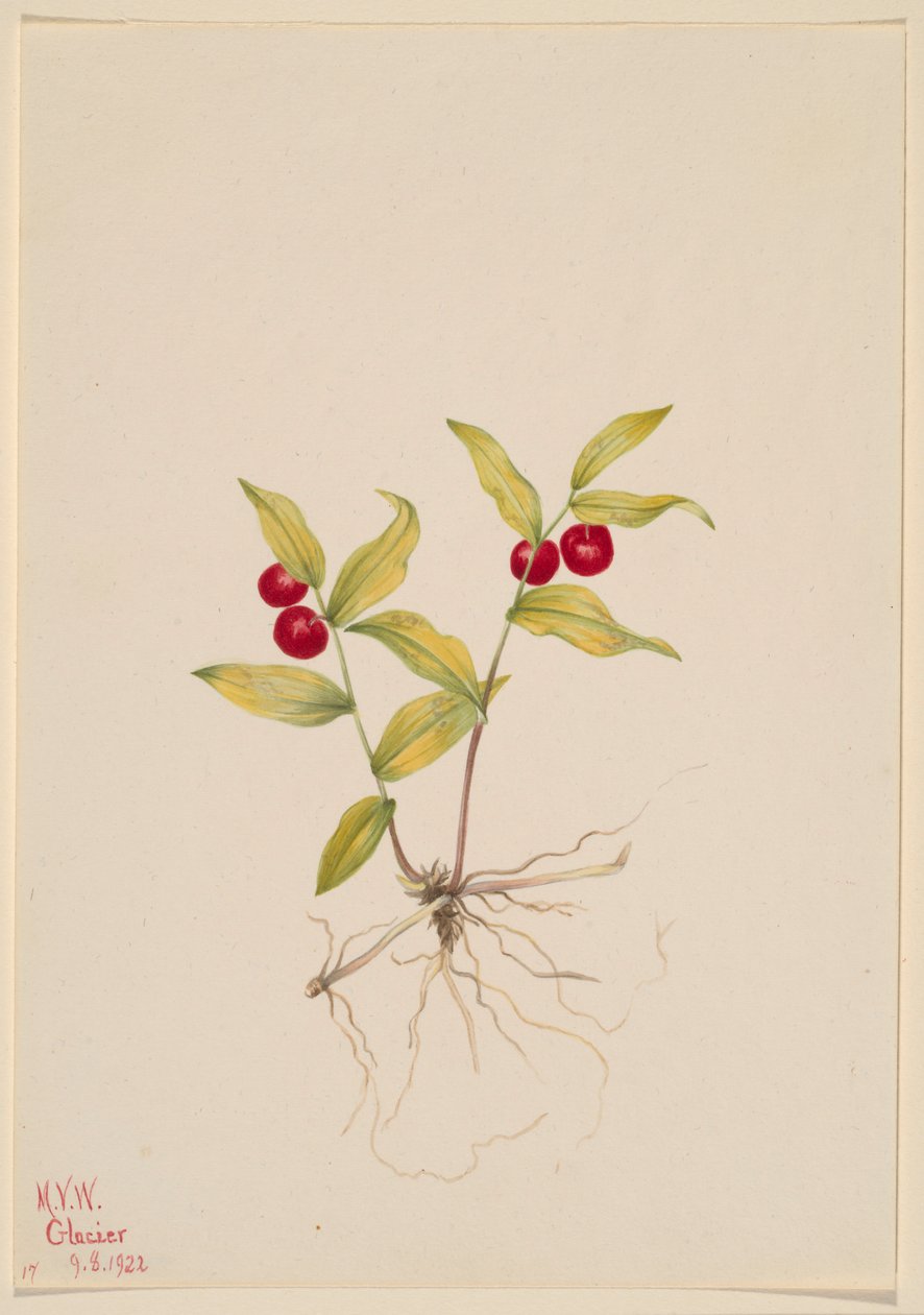  by Mary Vaux Walcott