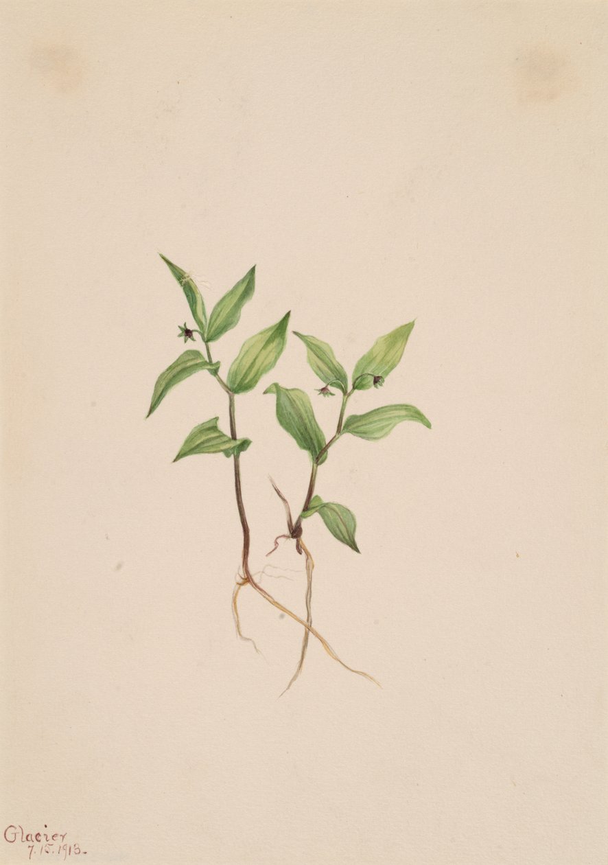 Kruhsea Kruhsea streptopoides, 1913. by Mary Vaux Walcott