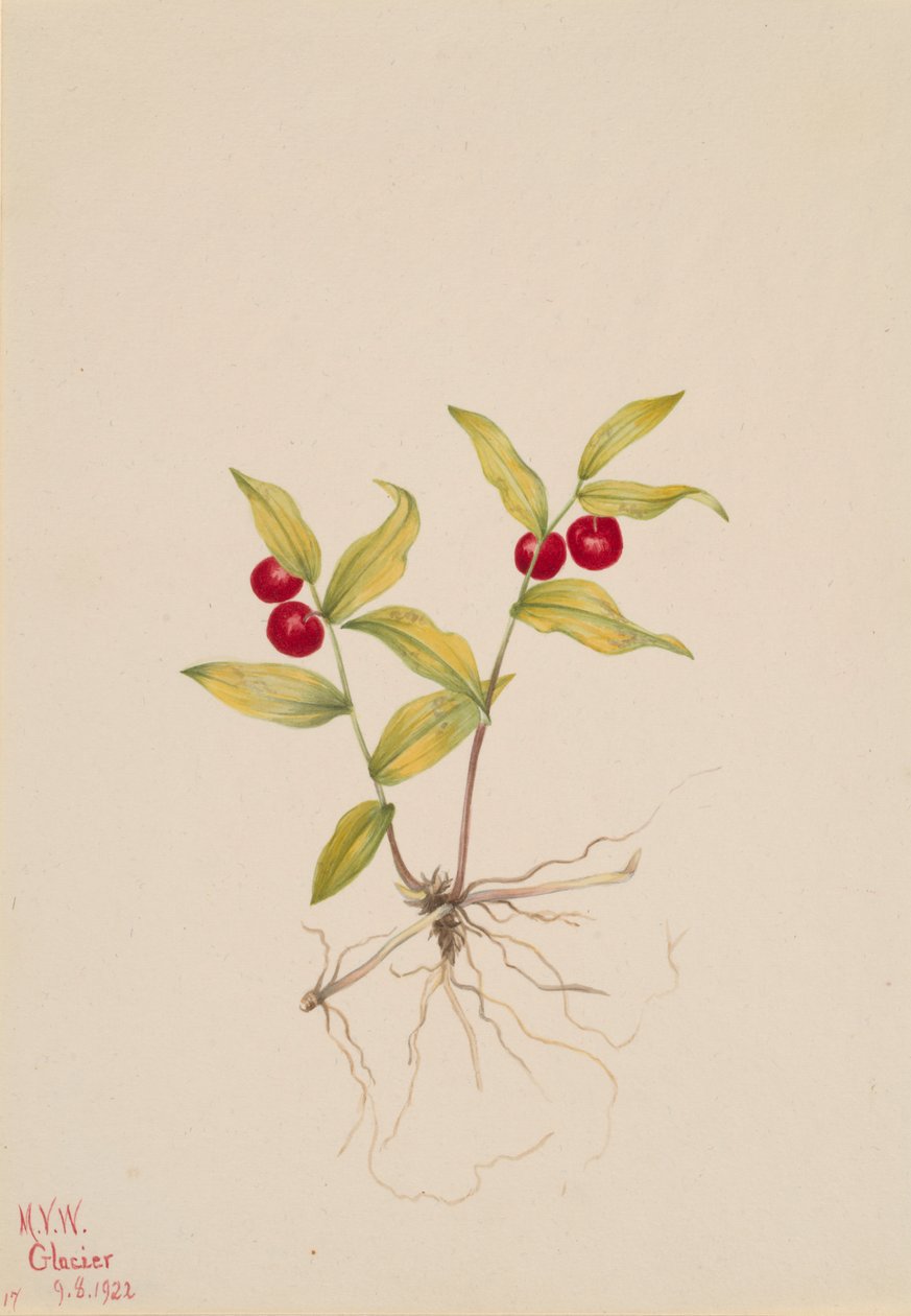 Kruhsea Kruhsea streptopoides, 1922. by Mary Vaux Walcott