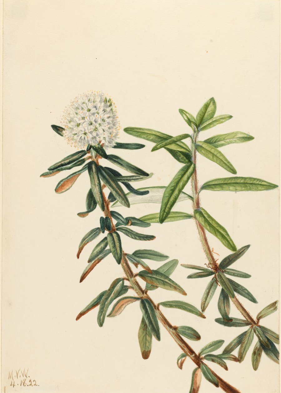  by Mary Vaux Walcott