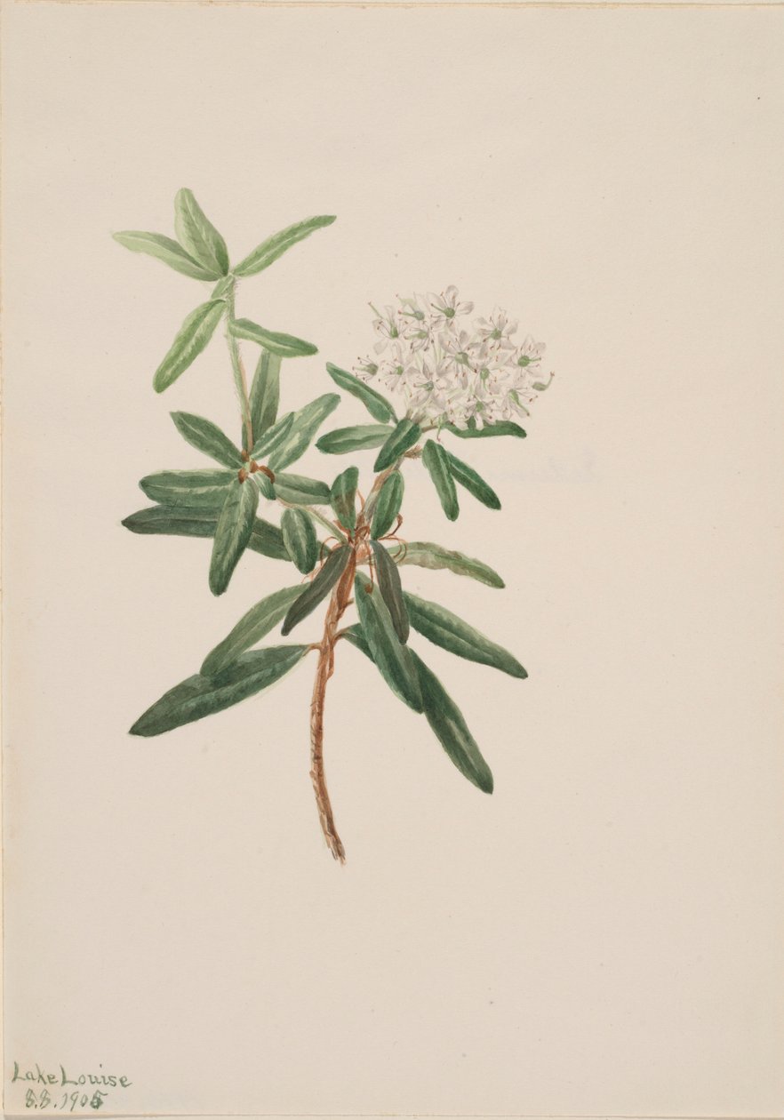  by Mary Vaux Walcott