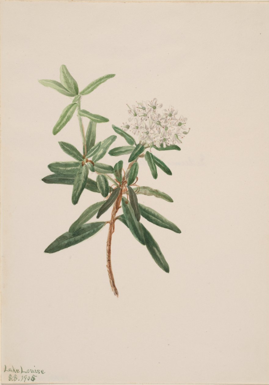 Labrador Çayı Ledum groenlandicum, 1905 by Mary Vaux Walcott