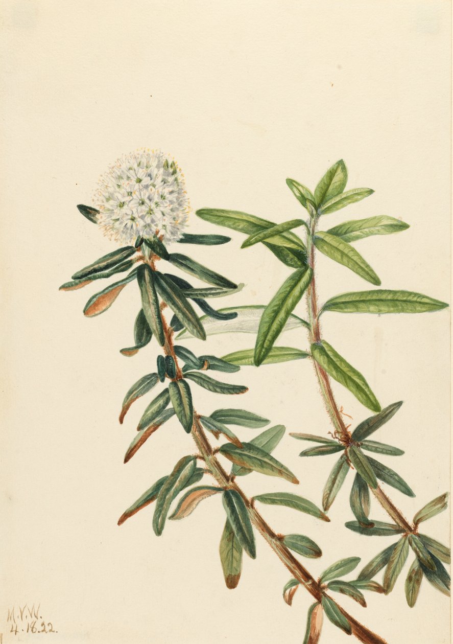 Labrador Çayı Ledum groenlandicum, 1922 by Mary Vaux Walcott