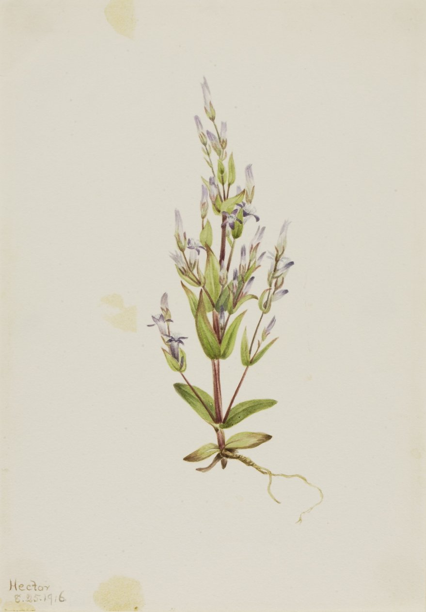  by Mary Vaux Walcott
