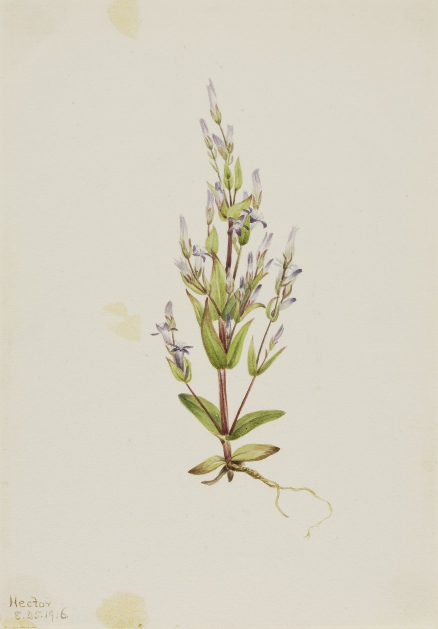 Merdiven Gentian Akut Gentian, 1916. by Mary Vaux Walcott