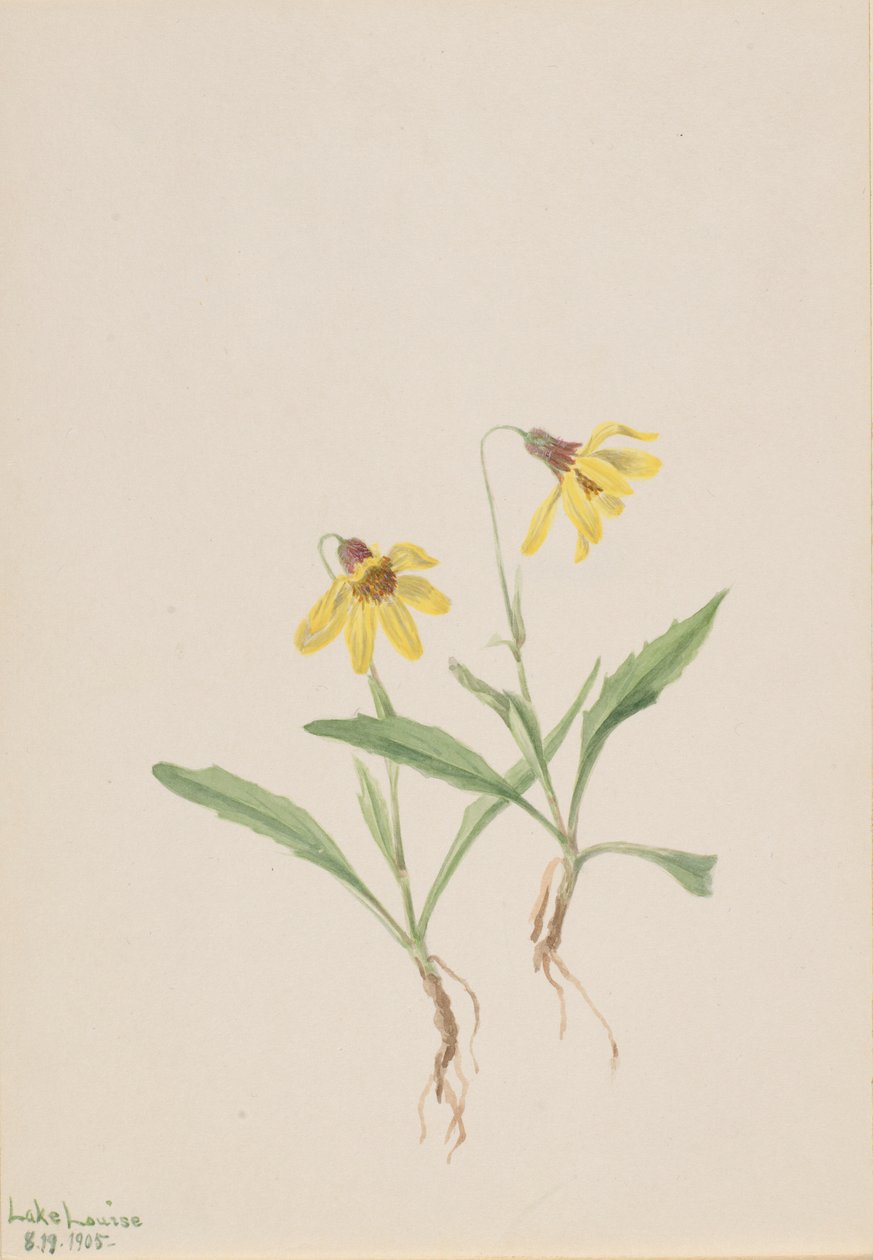  by Mary Vaux Walcott